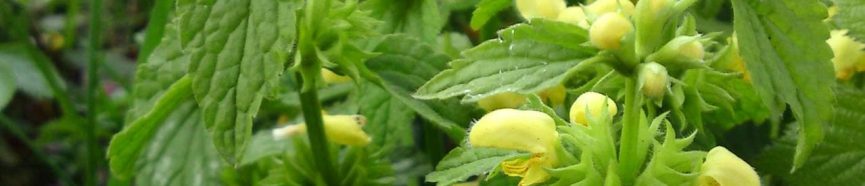 Variegated Yellow Archangel Removal & Control - thumbnail